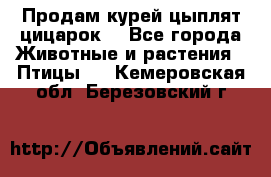 Продам курей цыплят,цицарок. - Все города Животные и растения » Птицы   . Кемеровская обл.,Березовский г.
